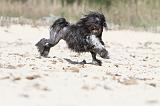 PETIT CHIEN LION 050